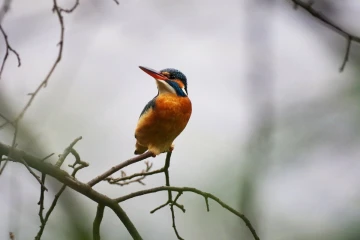 eisvogel4
