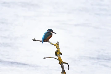 eisvogel5
