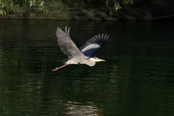 fischreiher flug