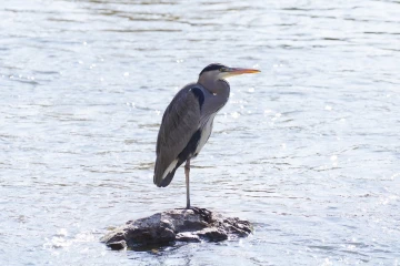 fischreiher01