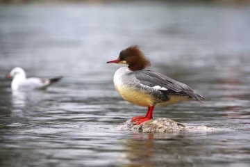 gaensesaeger1
