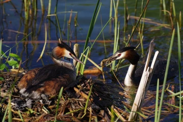 haubentaucher nest9
