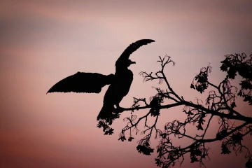 kormoran baum1