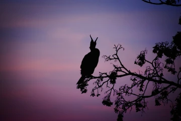 kormoran baum2