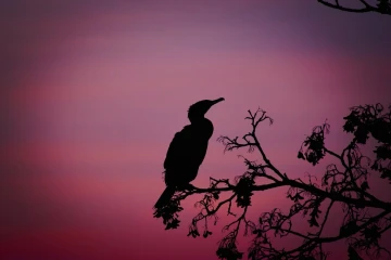 kormoran baum3