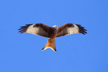 milan flug