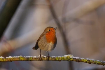 rotkehlchen1