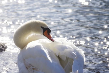 schwan4