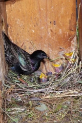 star am nest1