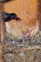 star am nest2