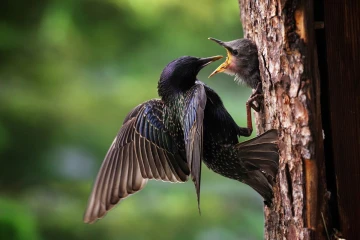 star fuettert4