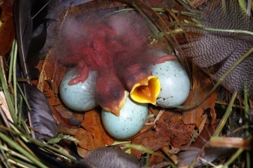 star nest1