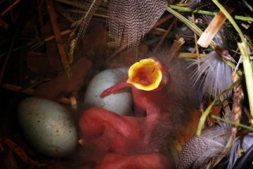star nest2