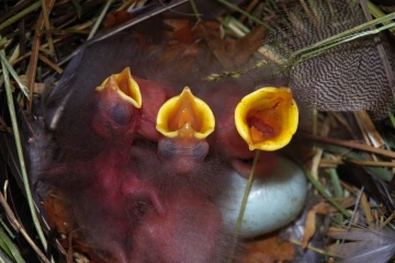 star nest3