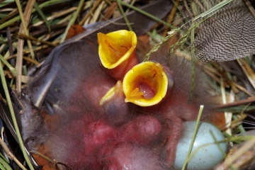 star nest4