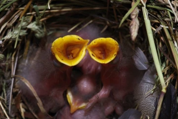 star nest6