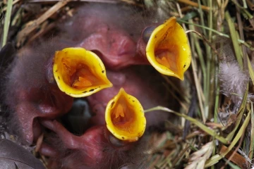 star nest7
