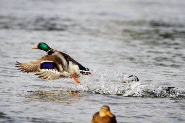 stockente flug