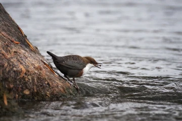 wasseramsel01