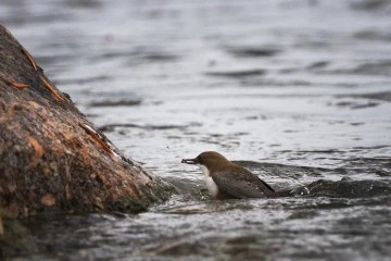 wasseramsel02