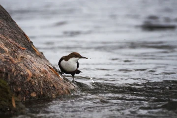 wasseramsel03