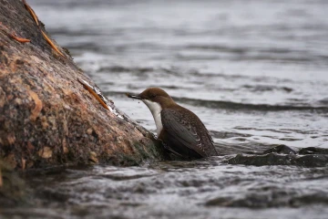 wasseramsel04