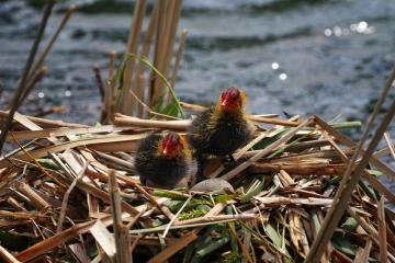 blaesshuhn junge nest1