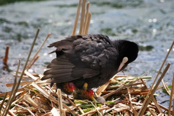 blaesshuhn junge nest2