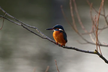 eisvogel 01