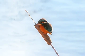 eisvogel 010