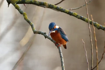 eisvogel 02