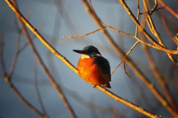 eisvogel 03