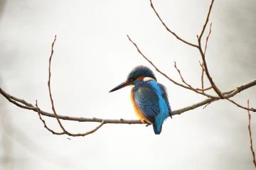 eisvogel 04