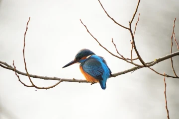 eisvogel 05