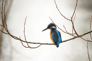 eisvogel 06
