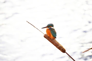 eisvogel 07