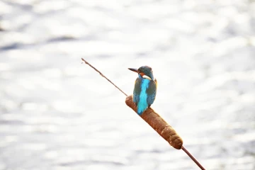 eisvogel 08