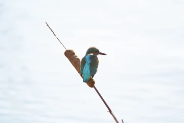 eisvogel 09