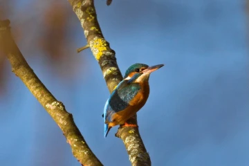 eisvogel6