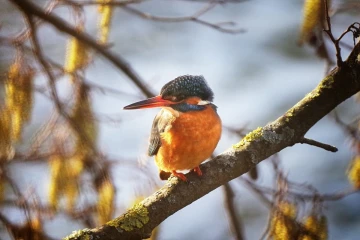 eisvogel7