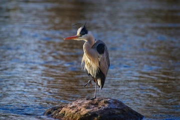 fischreiher putz4
