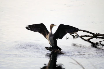 kormoran 01