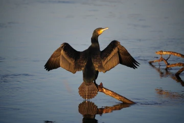 kormoran 02