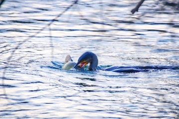 kormoran frisst fisch 1