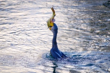 kormoran frisst fisch 2