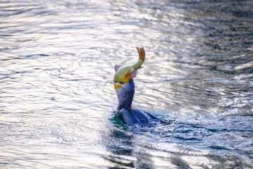 kormoran frisst fisch 3