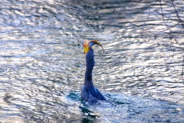 kormoran frisst fisch 4