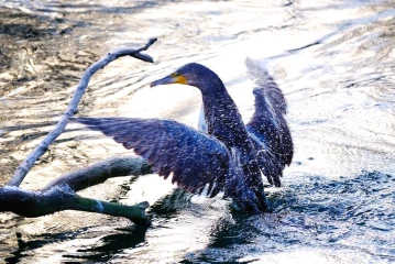 kormoran frisst fisch 5