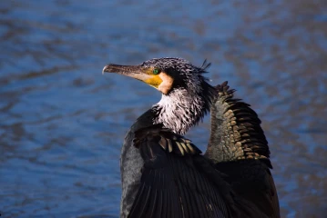 kormoran mann
