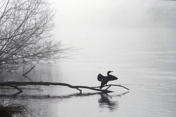 kormoran nebel
